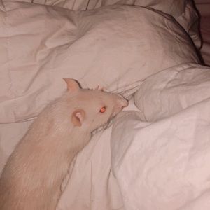 Meet your Posher, Luna